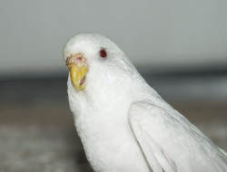 albino budgie