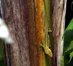 green anole lizard