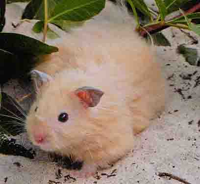 all hamster breeds