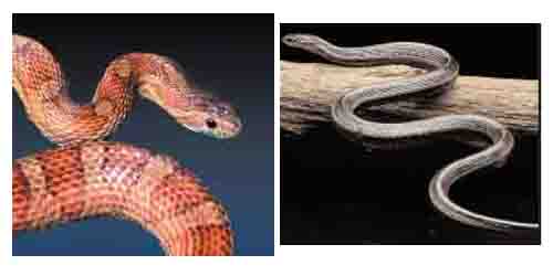 garter snake petco