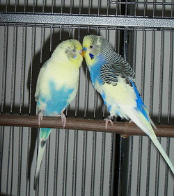 parakeets breeding cool pets