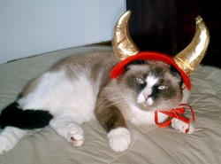 Cat in devil costume