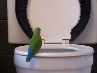 funny parakeet in toilet