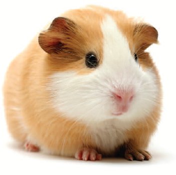 hamster breeds