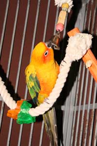 parakeet toys