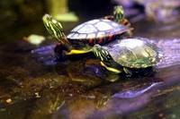 pet turtles in water