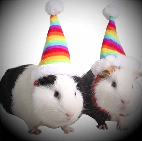 Halloween Hats For Guinea Pigs
