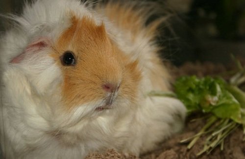 chubby guinea pig