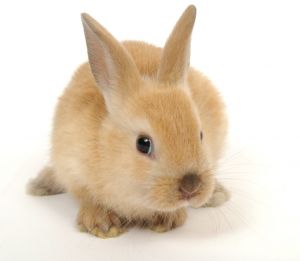 cute looking little bunny