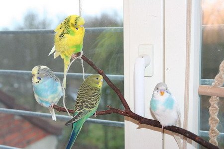 Four Budgie Parakeet Party