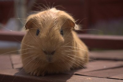 cute guinea pig photo