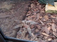 Pet tarantula