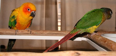 Best pet sales birds for kids