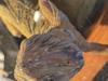 Raw Peeling Skin on Bearded Dragon with Black Streaks