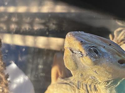 Raw Peeling Skin on Bearded Dragon with Black Streaks